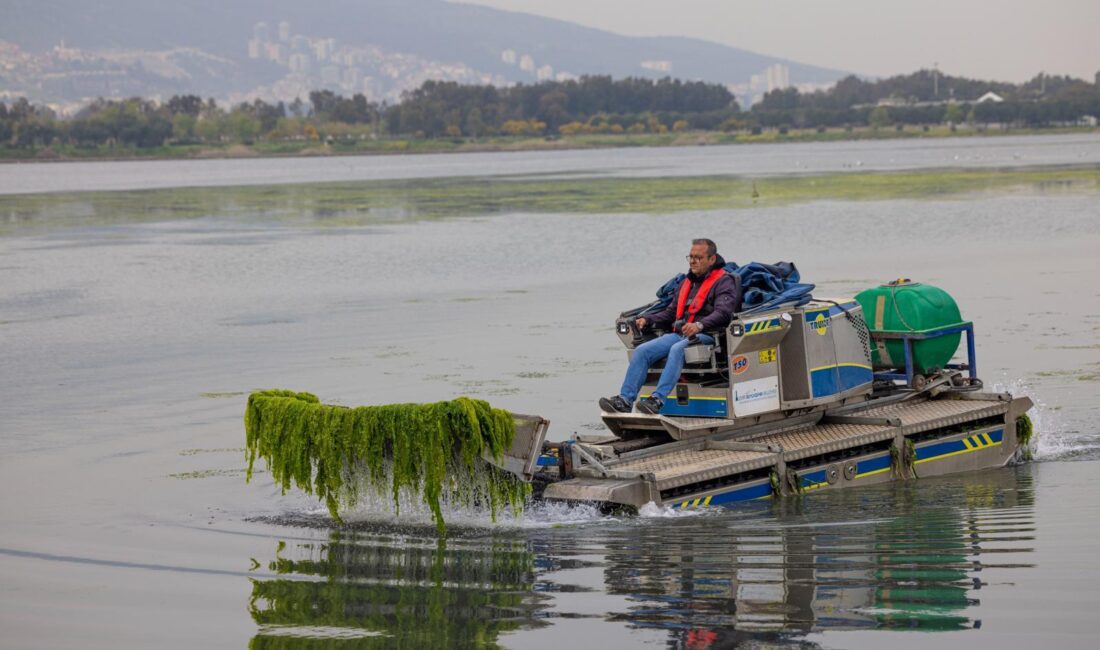 İzmir Büyükşehir Belediyesi ekipleri, Körfez’de görülen deniz marullarının temizlenmesi için