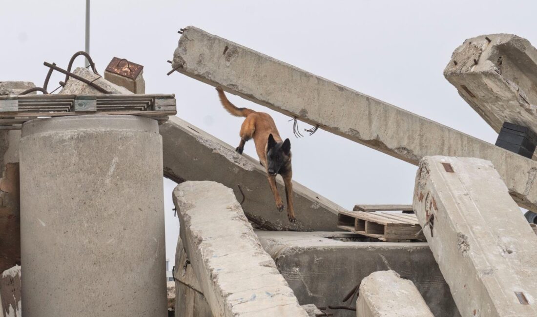 İzmir Büyükşehir Belediyesi İtfaiyesi K9 Birimi, Pako Sokak Hayvanları Kampüsü’nden