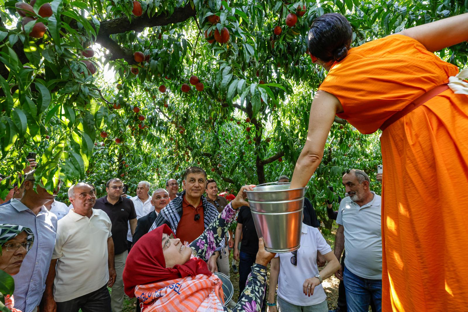 İzmir Büyükşehir Belediyesi’nin desteğiyle yeniden düzenlenen Selçuk Şen Şeftali Şenliği,