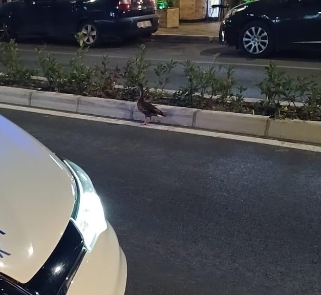 İzmir Büyükşehir Belediyesi zabıta ekipleri, Karşıyaka'da taksilere yönelik denetm sırasında