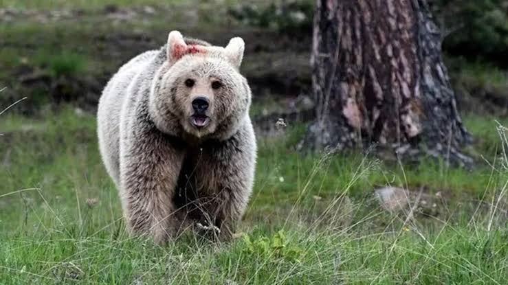 WWF, Seferihisar'da bir kişinin hayatını kaybettiği ayı saldırısının ardından yaptığı