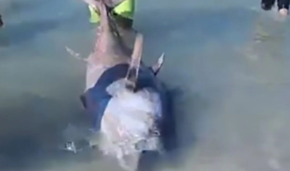 Çeşme ve Karaburun kıyılarında kıyıya vuran 9 ölü orkinos tespit