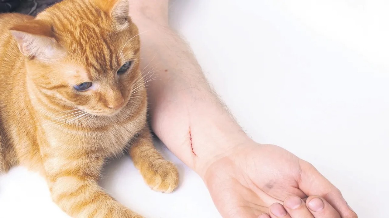 Bir diş izi veya tırnak çizgisi masum görünebilir; ancak ciltteki