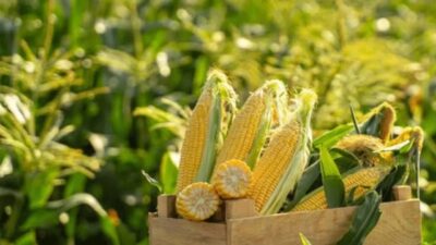 Uluslararası piyasalarda mısırın kile başına fiyatı 5,2425 dolara çıkarak üç