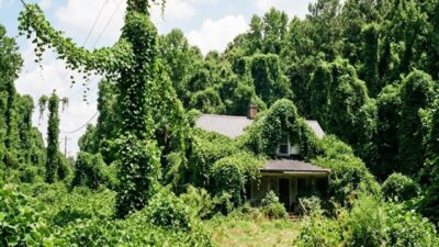 Kudzu olarak bilinen sarmaşık, erozyonla mücadele amacıyla 1930'larda ABD'ye getirildi.