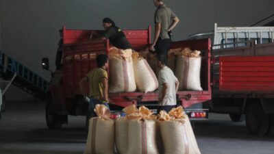 Toprak Mahsulleri Ofisi (TMO) yeni sezon fındık alımlarına bugün Ordu'da