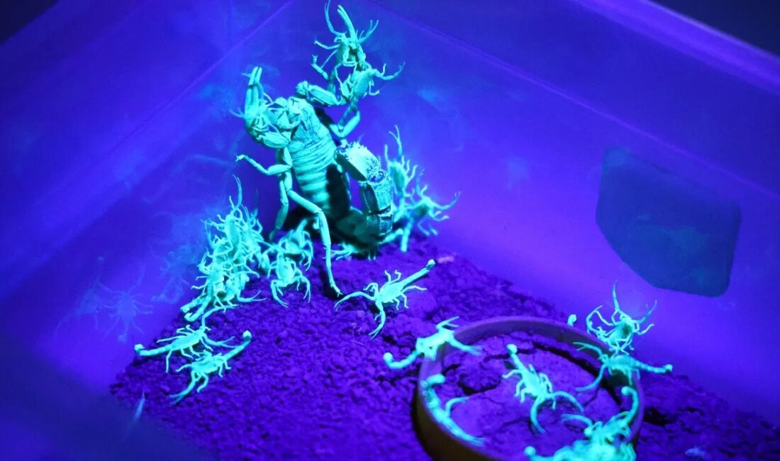 Elazığ merkezli Scorpius Labs, tescilli kara akreplerin zehrini yurt dışına