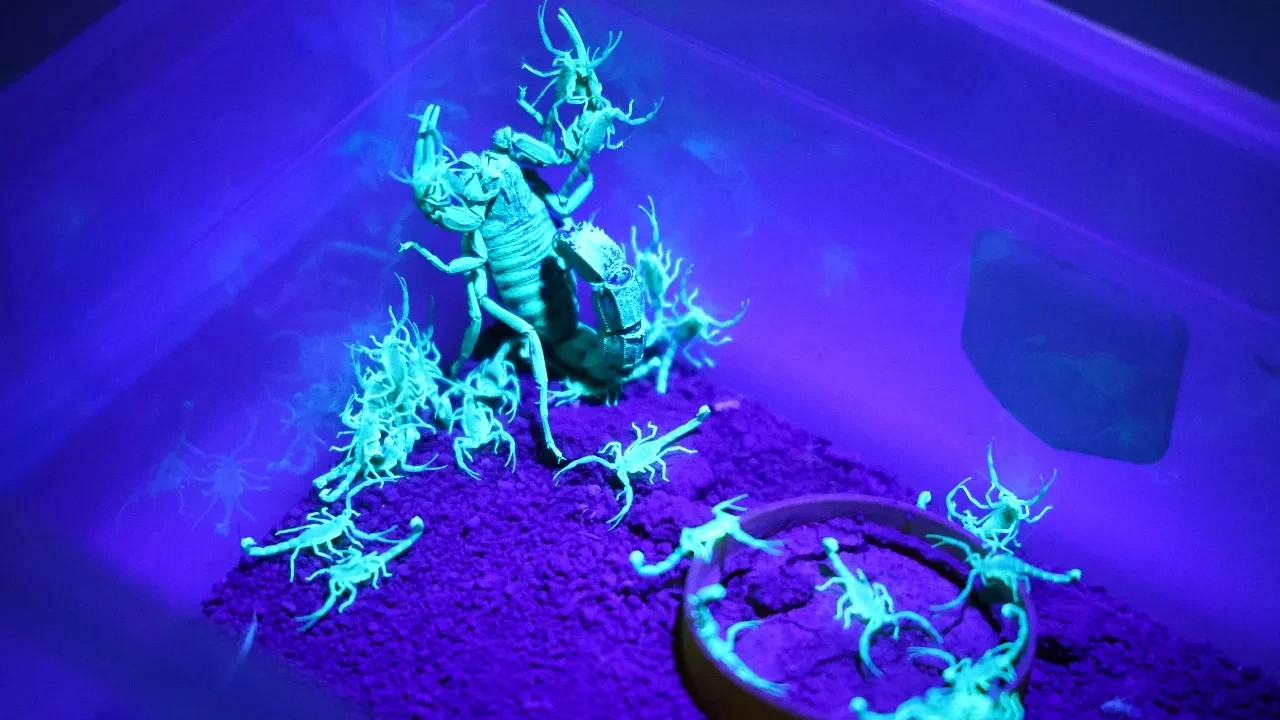 Elazığ merkezli Scorpius Labs, tescilli kara akreplerin zehrini yurt dışına